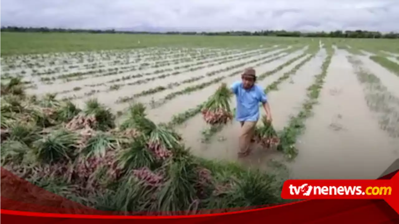 Banjir Rendam Puluhan Hektare Tanaman Bawang Merah, Petani di Brebes Rugi Milyaran