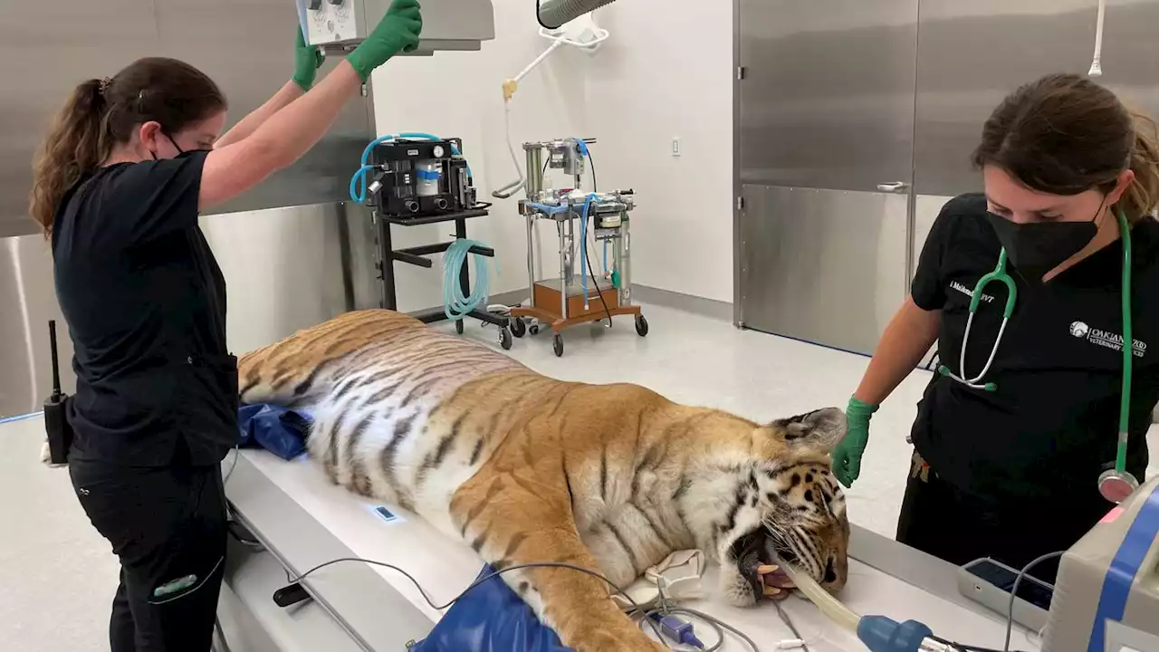 Rescued Oklahoma tigers get care in California and new home