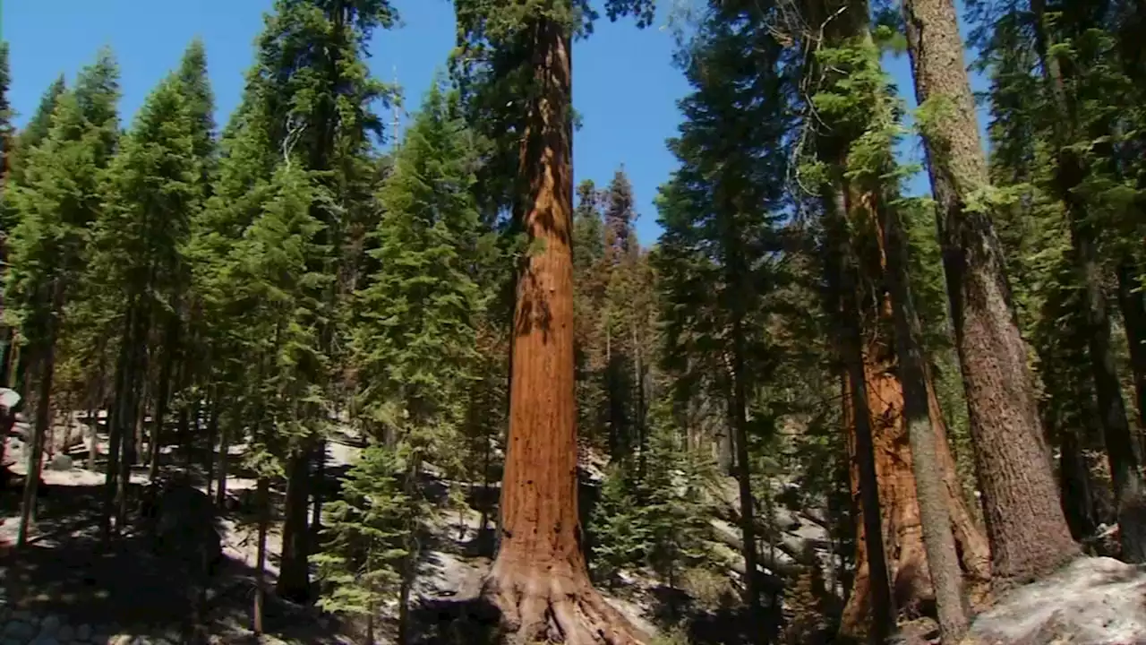 Washburn Fire: Parts of Yosemite, Sierra National Forest shut down as flames burn 4,822 acres