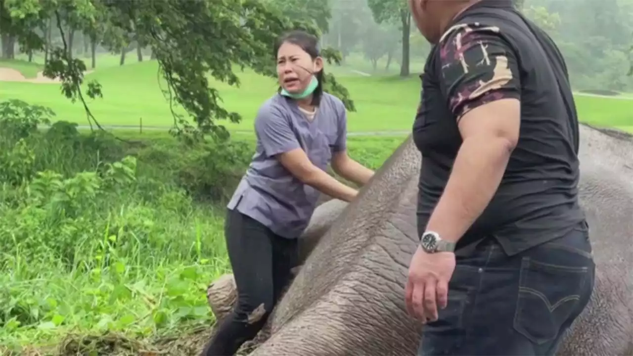 Mother, baby elephant rescued from drain hole in Thailand