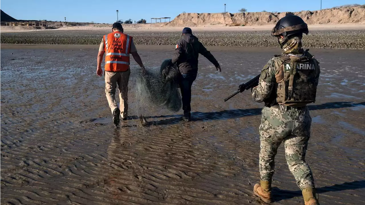 Mexico races to save the vaquita marina