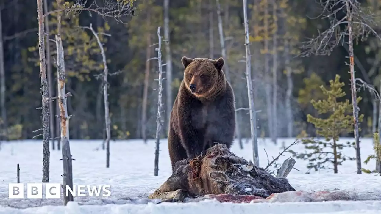 Bear photography takes great-grandmother round the world