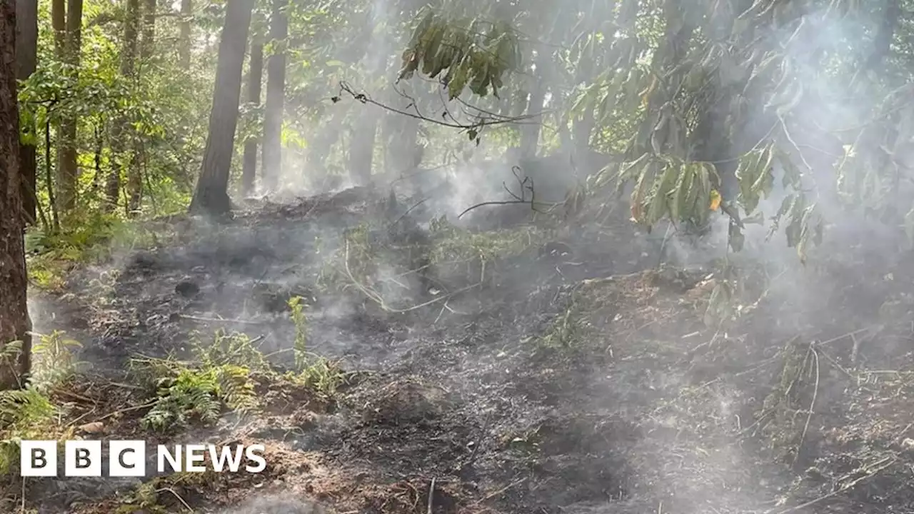 UK Heatwave: Warning after string of Shropshire wildfires