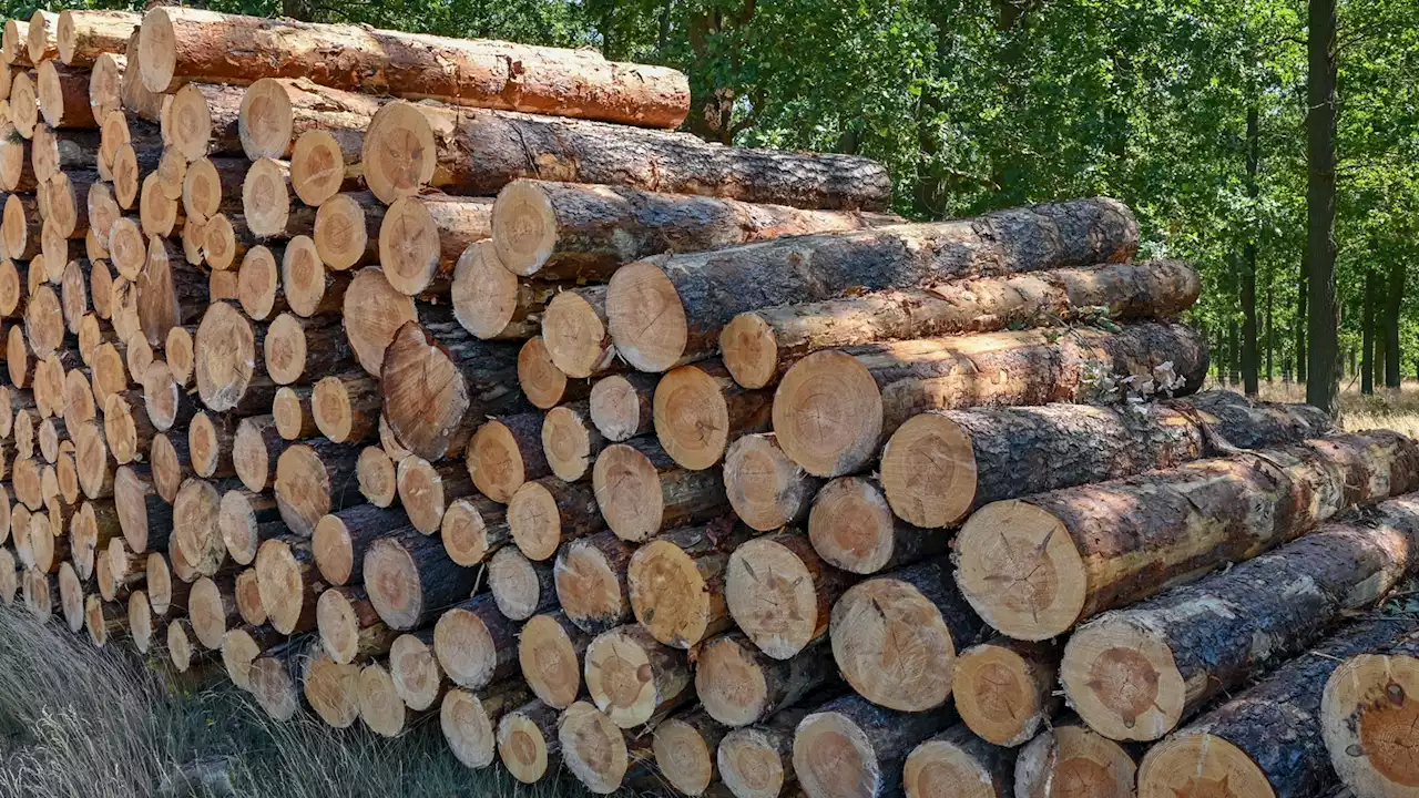 Brennholz aus dem Wald holen? Strikt verboten!