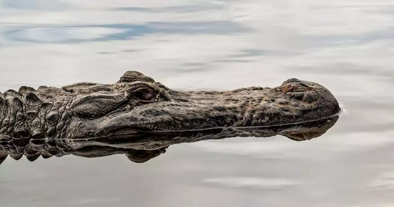 Woman killed by two alligators after falling into pond in horror accident