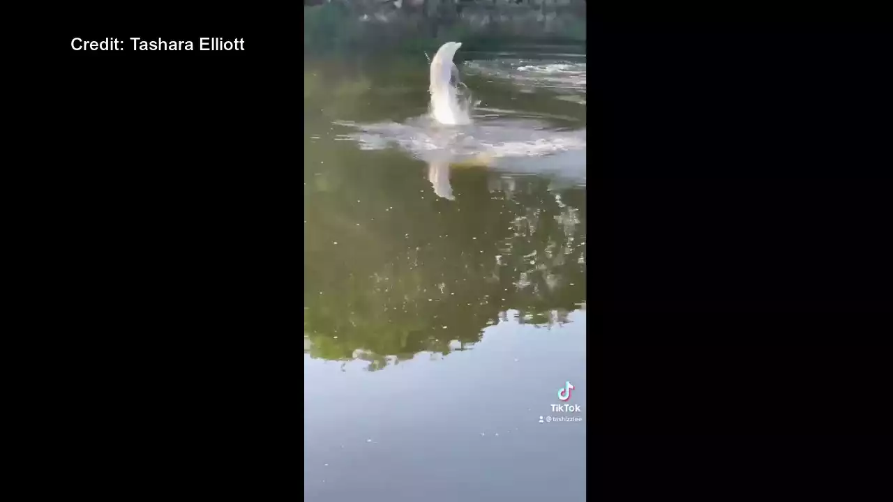 Connecticut river dolphin spotted swimming in social media video