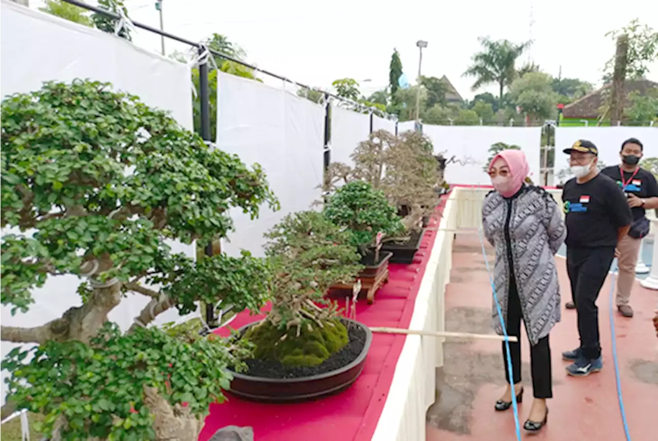 Adu Cantik Ratusan Bonsai dari Kota se-Jateng, Siapa Juaranya?