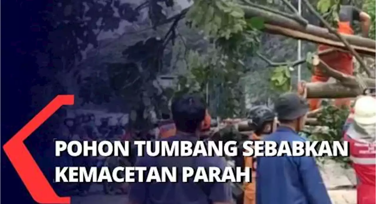 Pohon di Kawasan Istana Bogor Tumbang Timpa Mobil sebabkan Kemacetan Parah