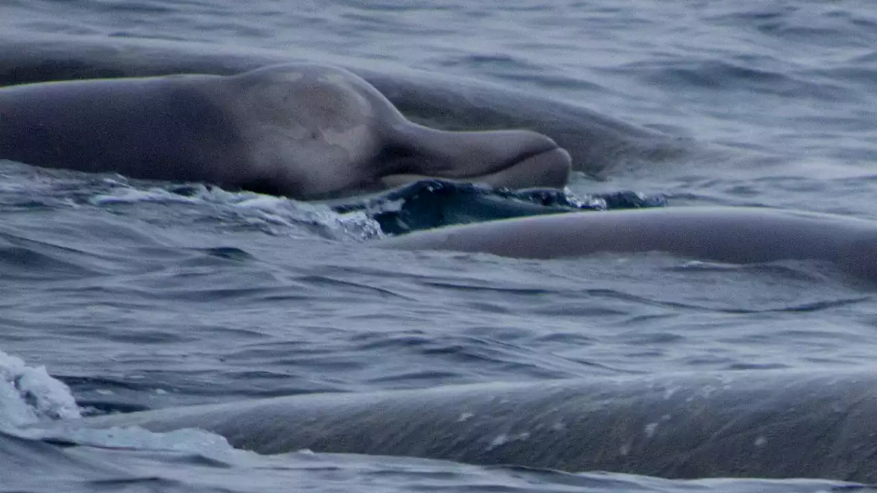 Body of beaked whale floats up off Unalaska