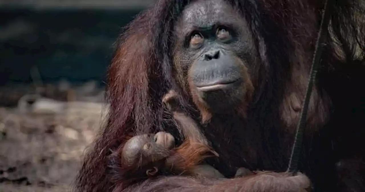 Chester Zoo will close its doors during heatwave over safety fears