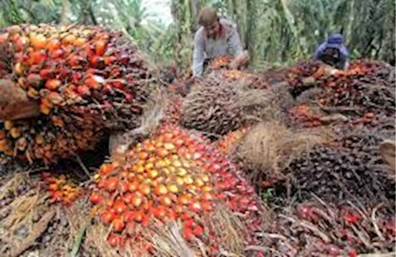 Mendagri: Industri Sawit dalam Negeri Perlu Didukung