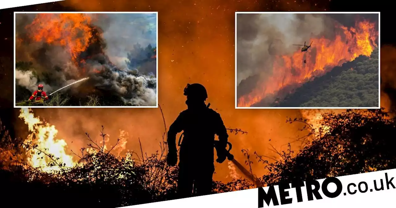 238 dead from heat in Portugal in just one week