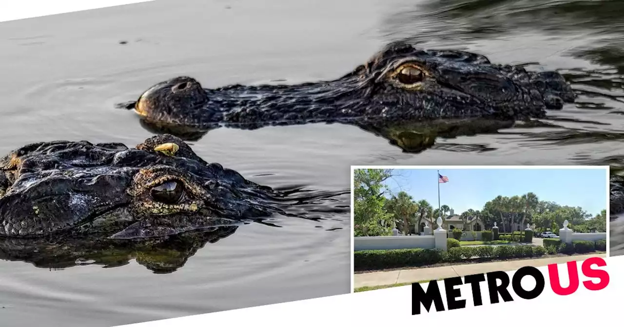 Two alligators kill elderly woman after she fell in pond