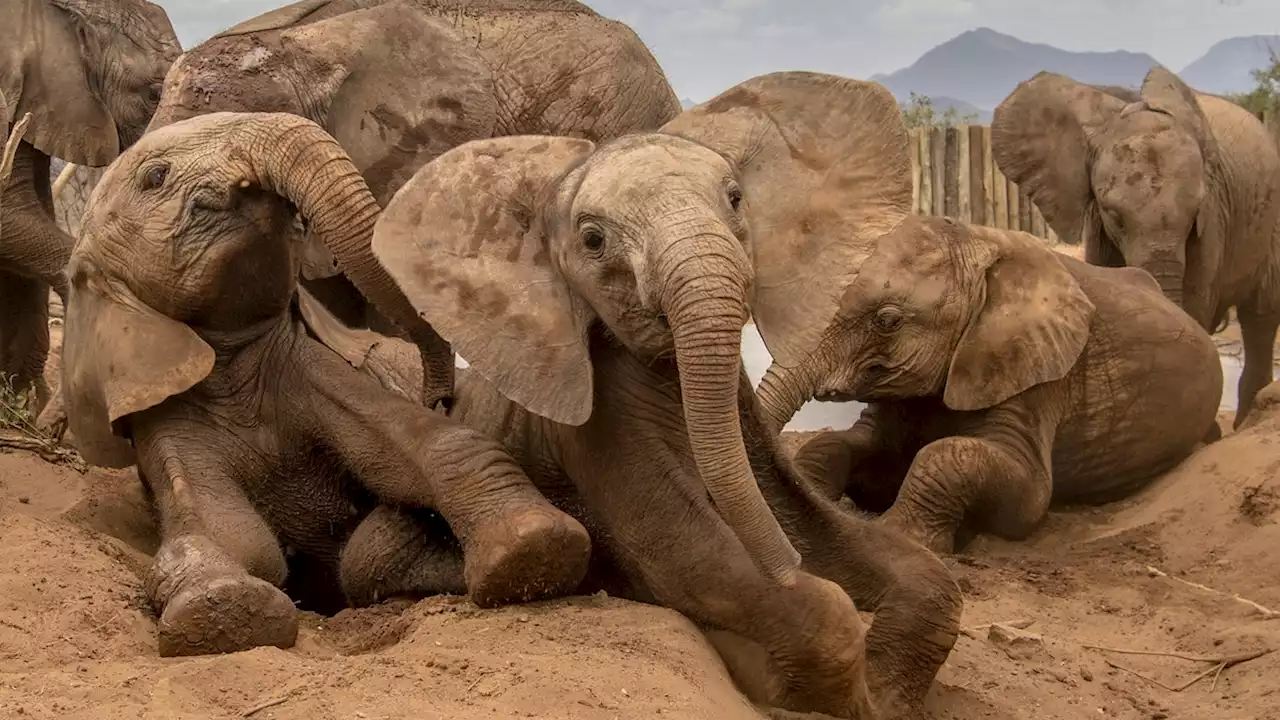 For orphaned elephants, friends may be key to stress relief