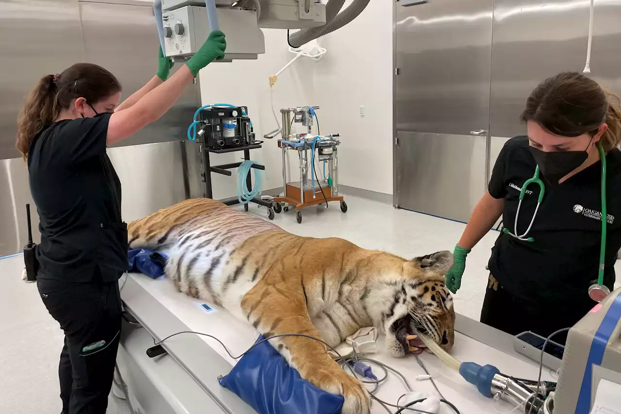 Rescued Oklahoma Tigers Get Care at Oakland Zoo