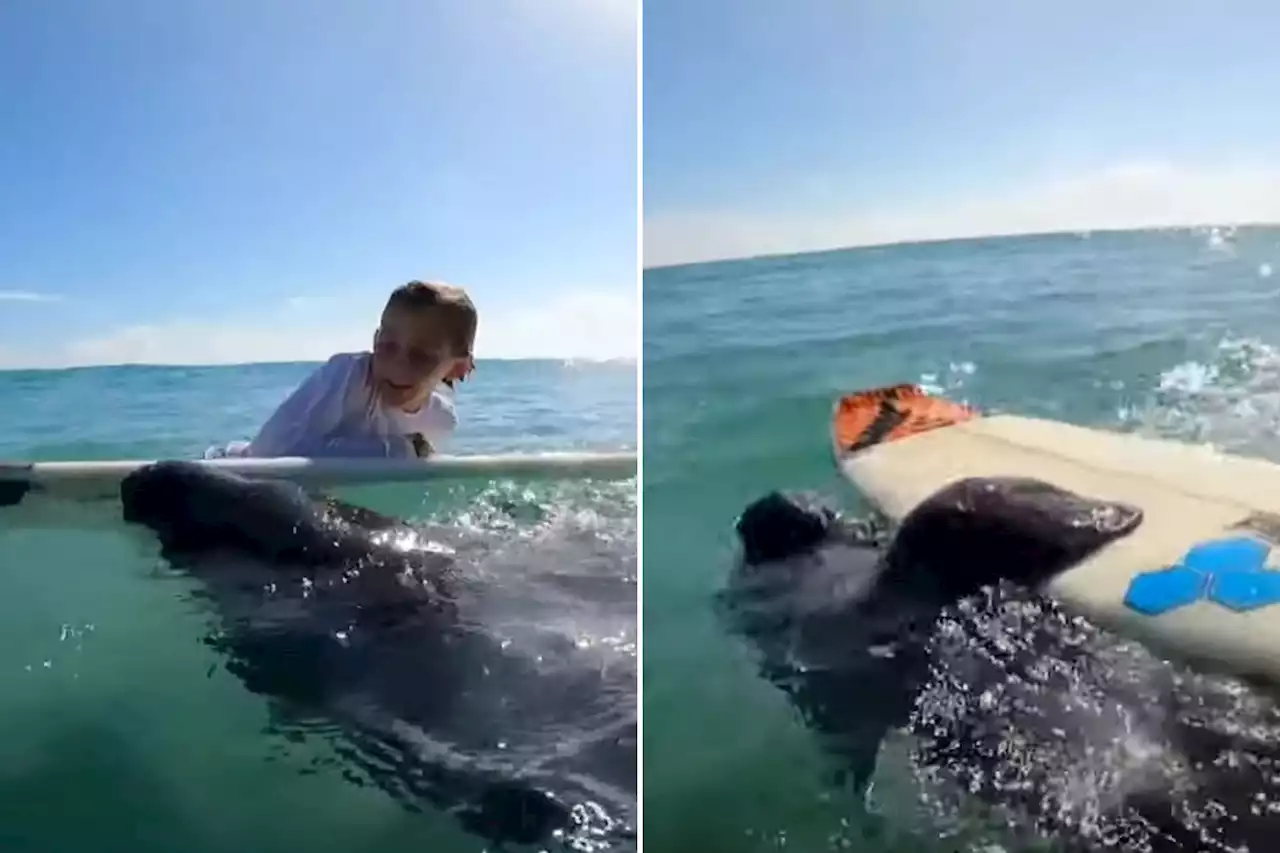 Sea cow surfers: Florida family surprised by friendly manatees