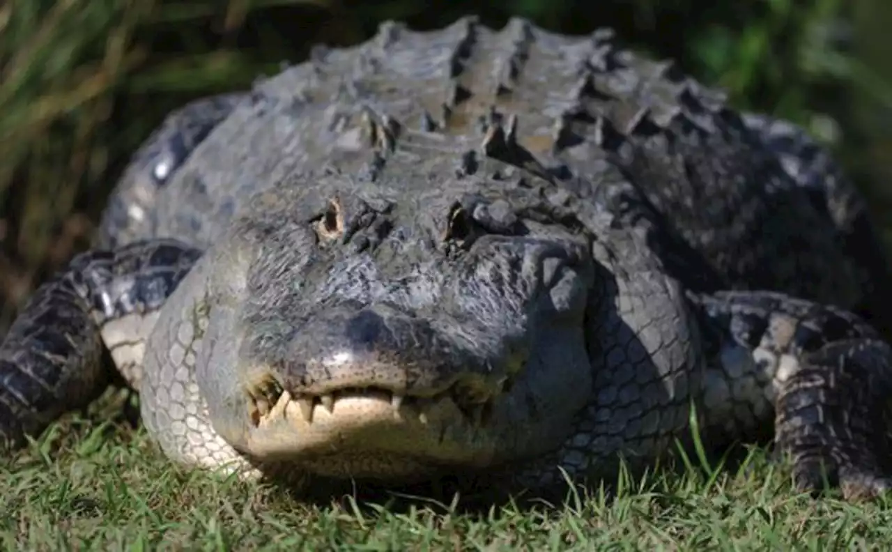 ‘Large alligators’ attack, kill elderly Florida woman