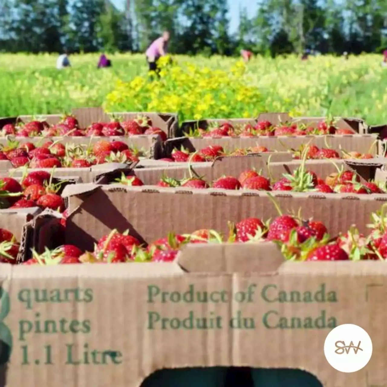 Things are looking berry good in Pictou County fields | SaltWire