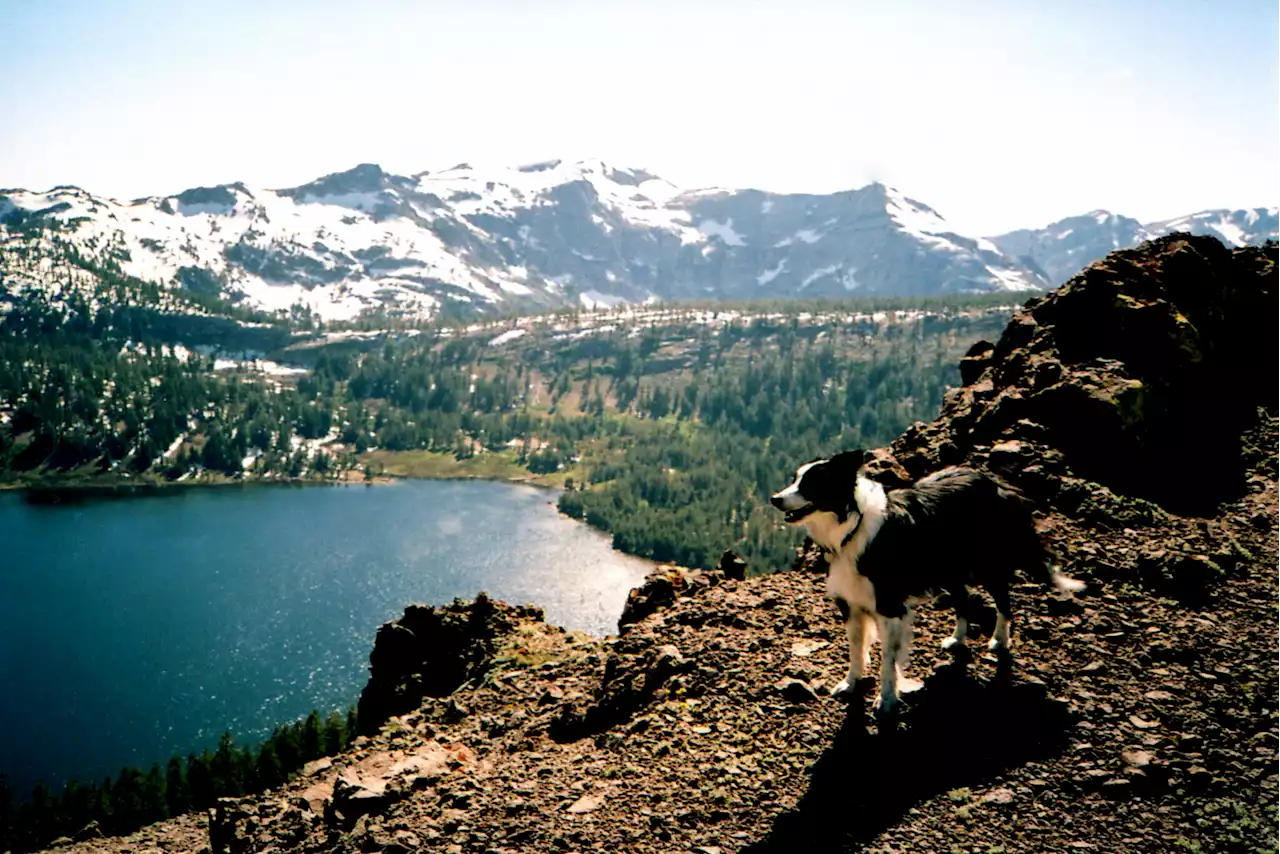 Dog leads rescue team to injured owner in Tahoe National Forest