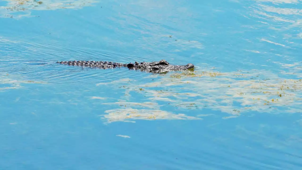 Elderly woman dies in alligator attack after falling into pond at Florida golf course