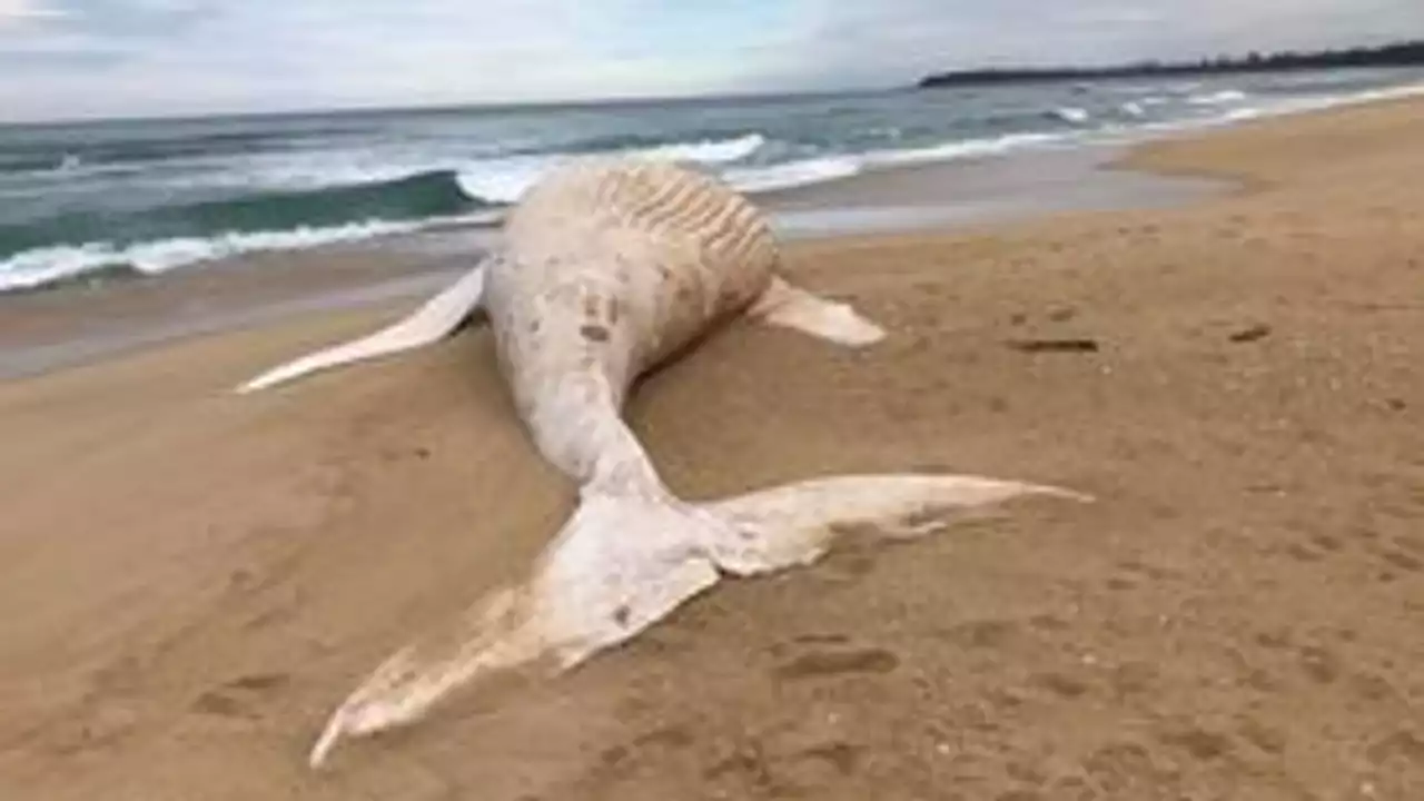 Rare albino whale found washed up on Australia beach is not world-famous humpback Migaloo