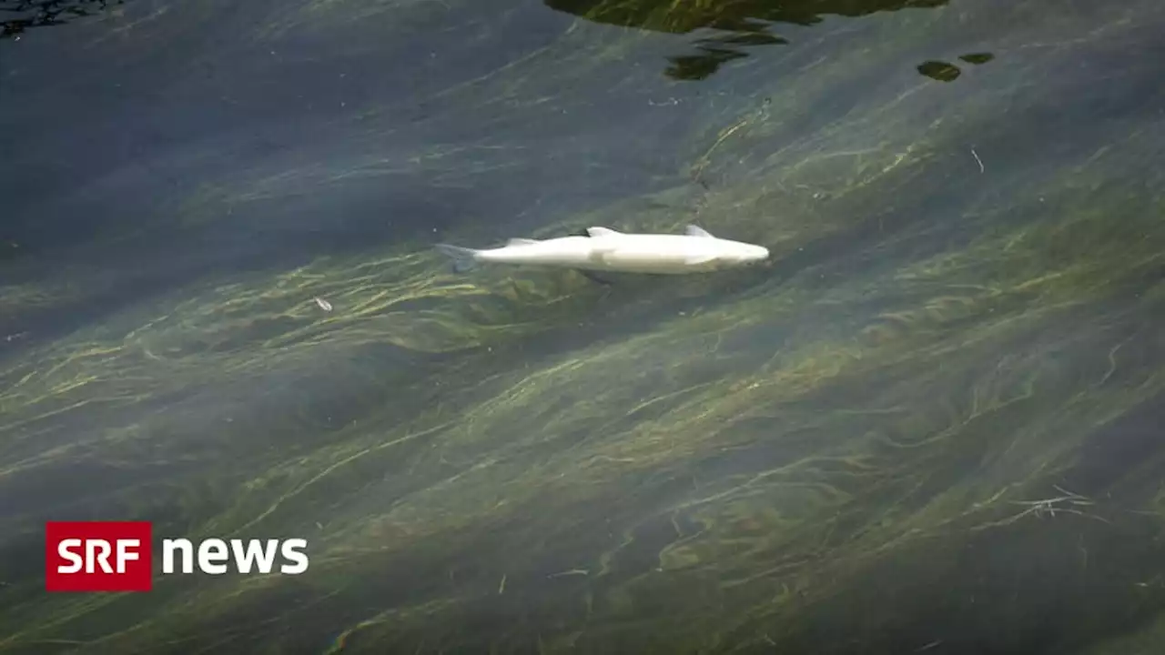 Hitze und warme Gewässer - «Viele Fische sind auf kaltes Wasser angewiesen»