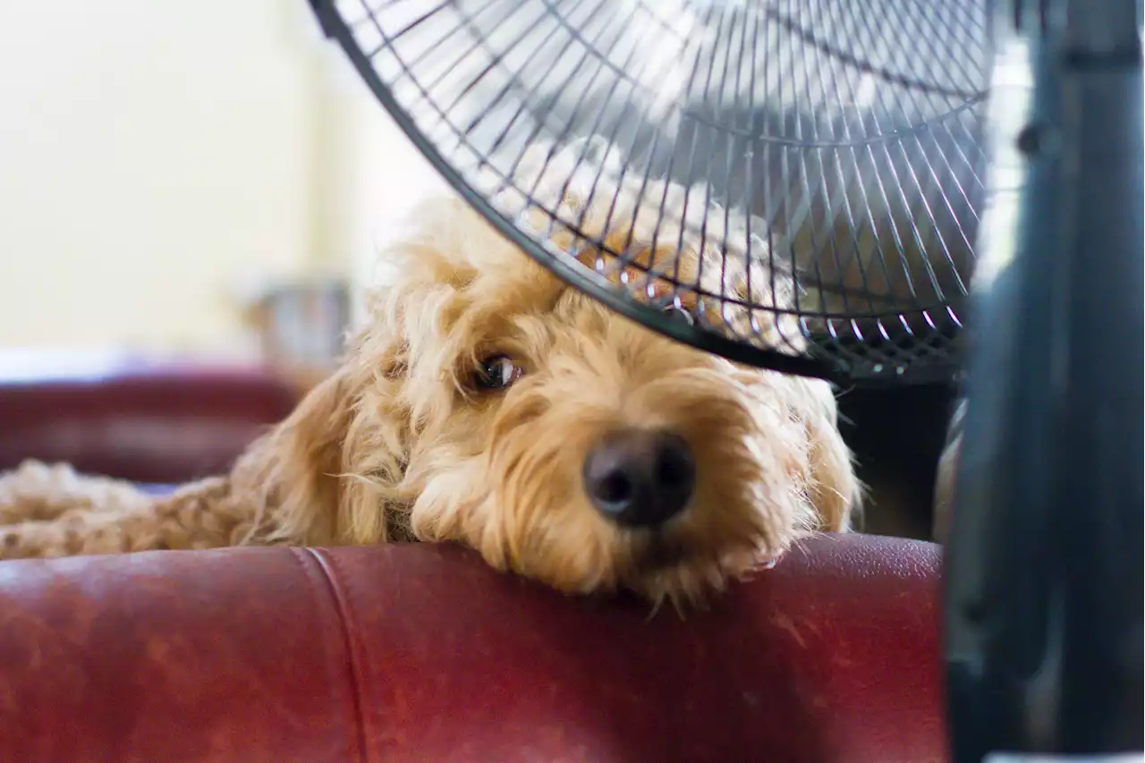 Put suncream on under clothes and give pets icy water, Australian warns Britons in heatwave