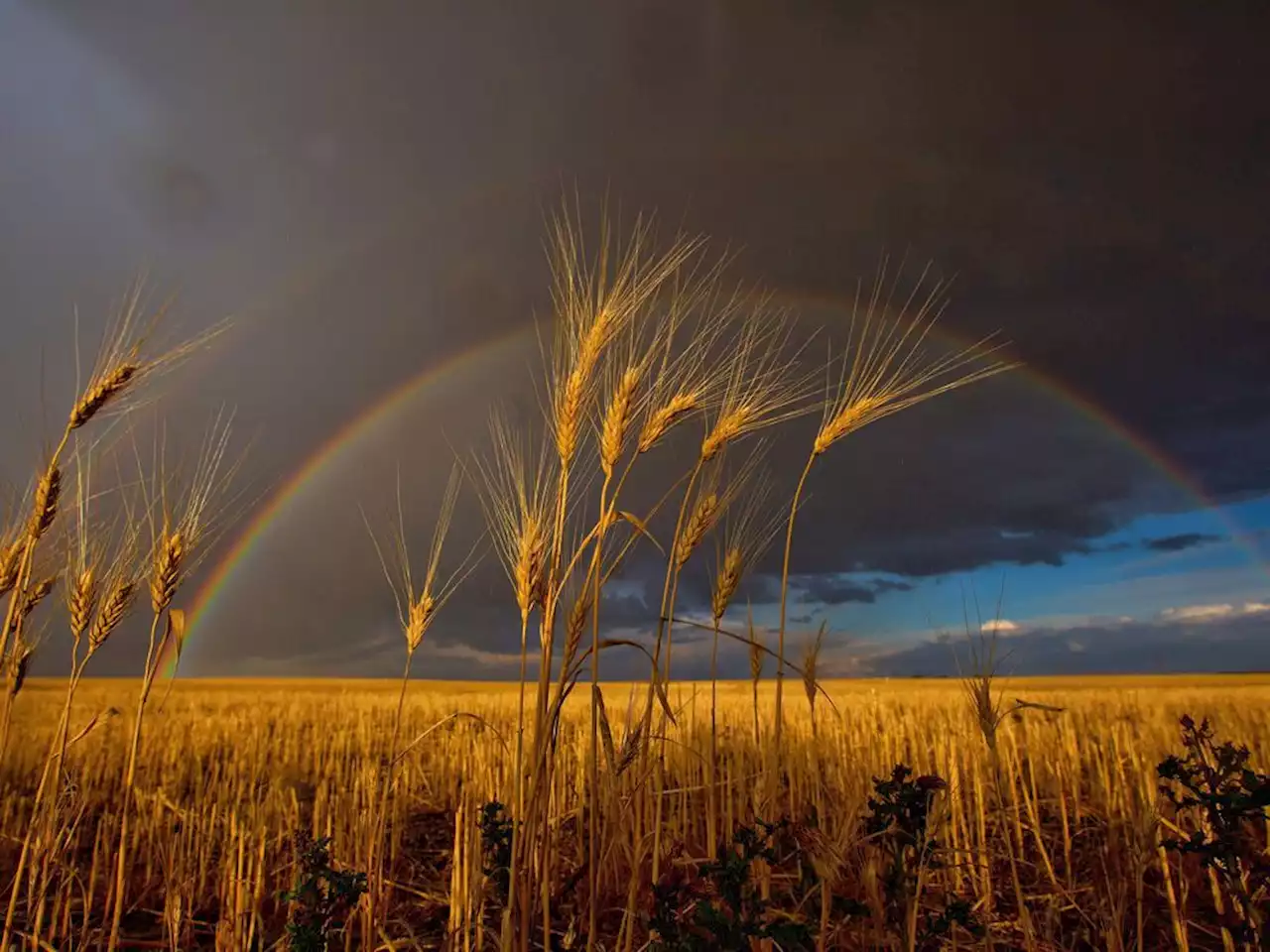 Canadian wheat plantings hit 9-year high as food prices spike