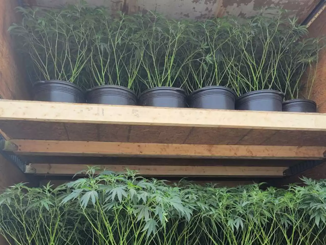 OPP finds 300 pot plants in vehicle undergoing safety check