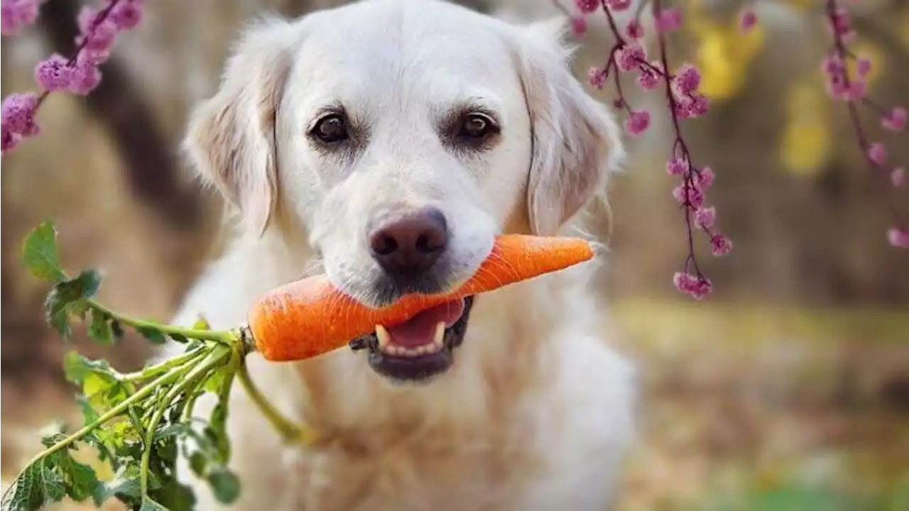 10 superfoods for dogs from your very own kitchen