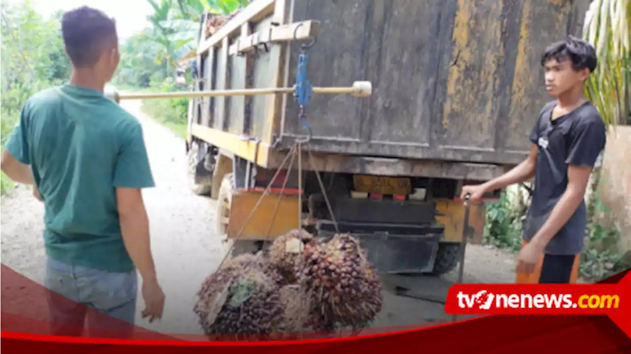 Petani di Aceh Tamiang Tak Mau Panen. Agen Kualahan Kumpulkan Stok Kelapa Sawit untuk Pabrik