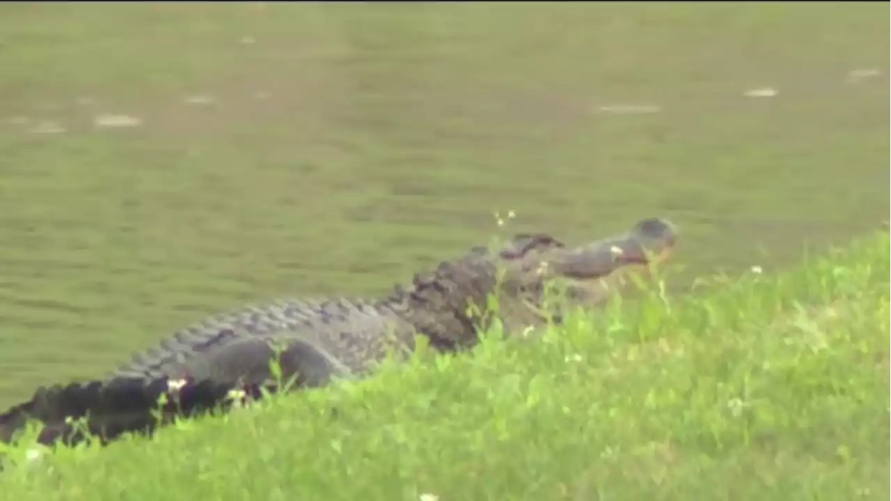 Florida woman grabbed by multiple gators after falling in pond dies, Sheriff says