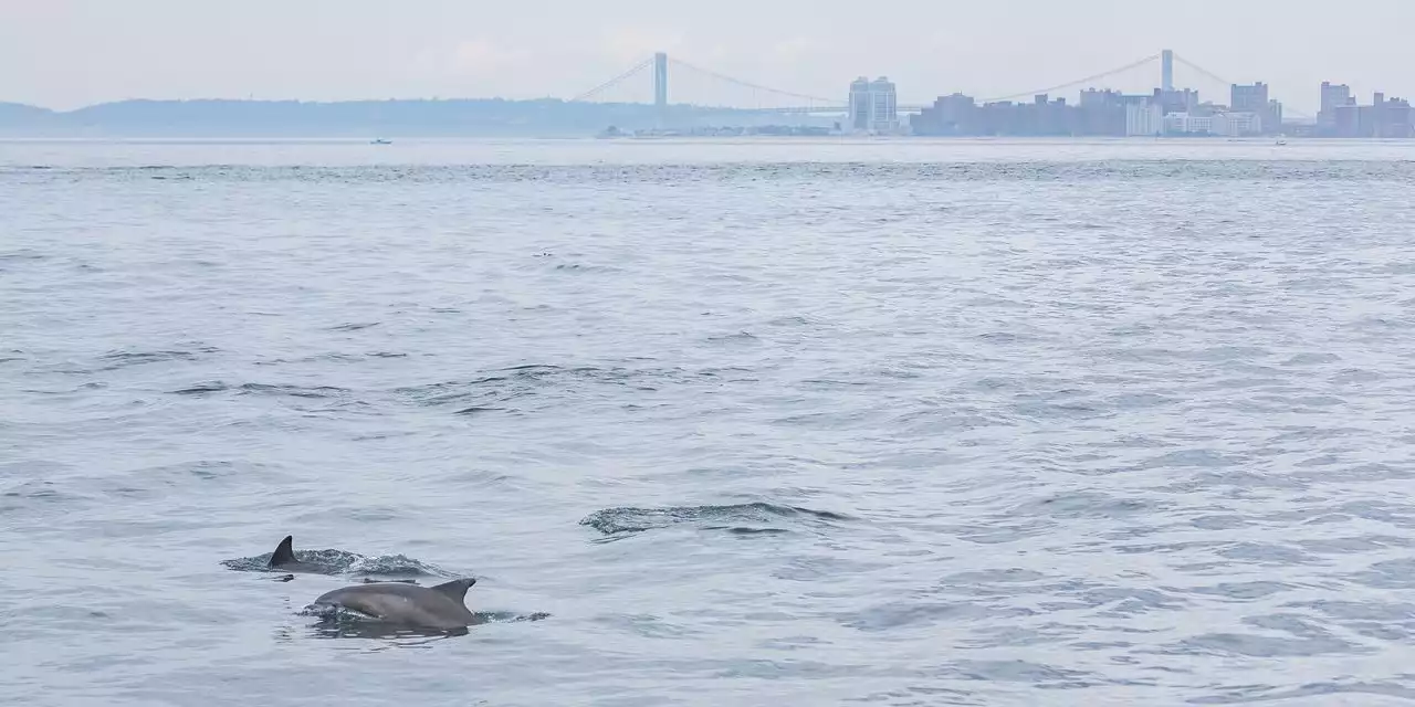 Dolphin Sightings Surprise and Delight New Yorkers