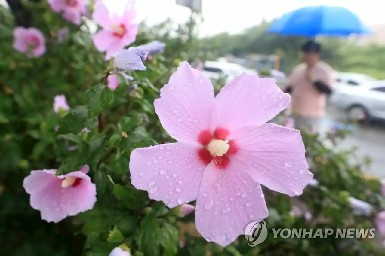 장마 아직 안끝났다…오늘 밤부터 제주·남부 중심 30~100㎜ | 연합뉴스