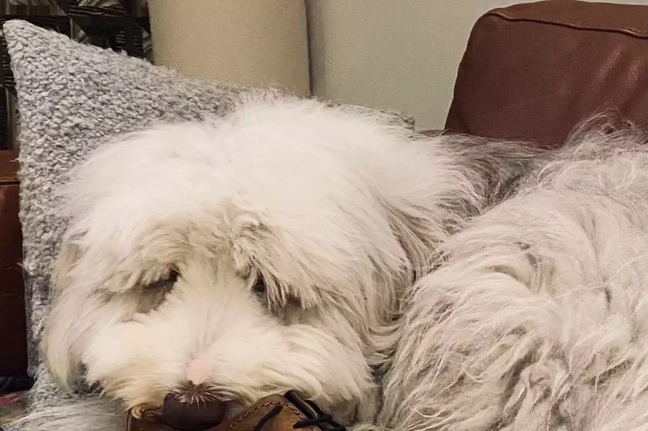 Wife of late BBC presenter Harry Gration shares touching image of 'grieving' family dog