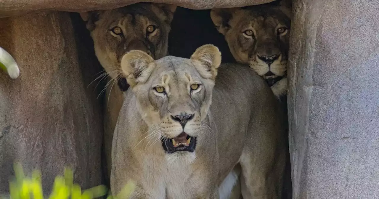 San Diego Zoo Safari Park welcomes three new lions