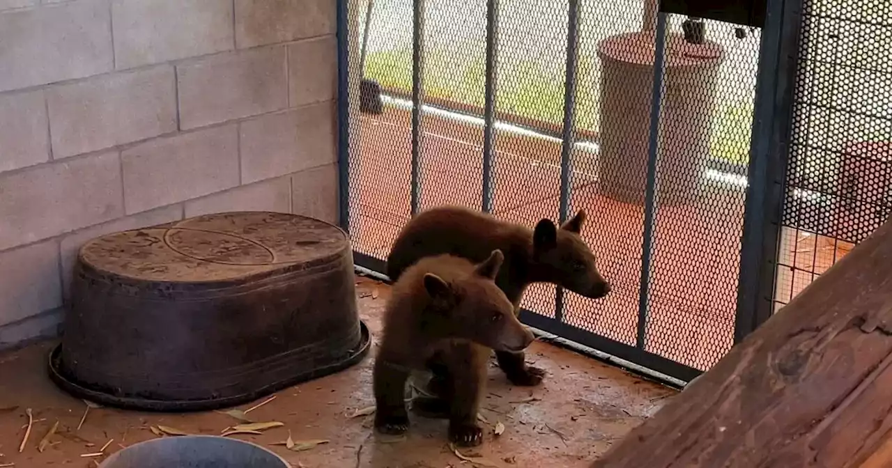 3 bear cubs transferred to SDHS Ramona Wildlife Center