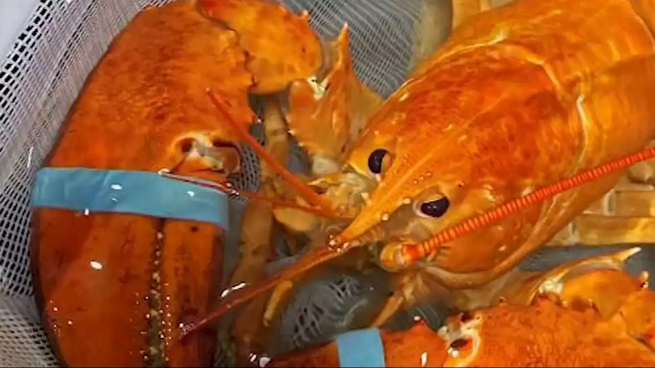 A super-rare orange lobster named Cheddar was saved from becoming seafood