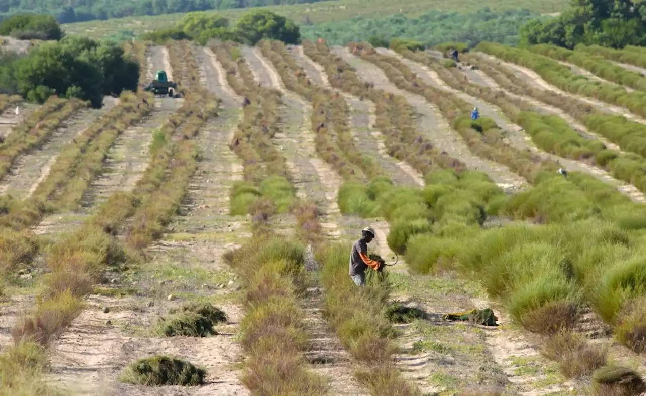 South Africa: Historic Tea Payment Made to South African Tribes