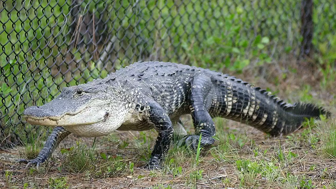 Florida woman dies after falling into pond and alligators grab her, authorities say