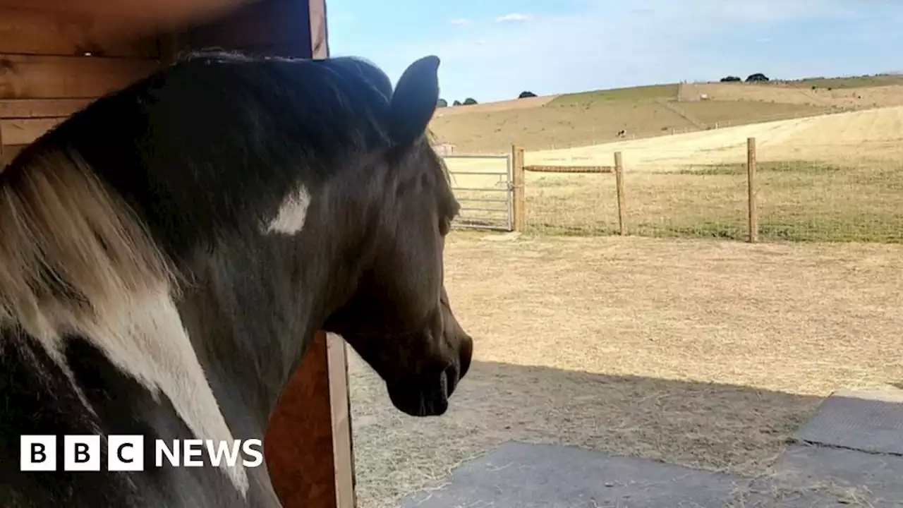 Blidworth: Owners told to remove green belt horse shelters