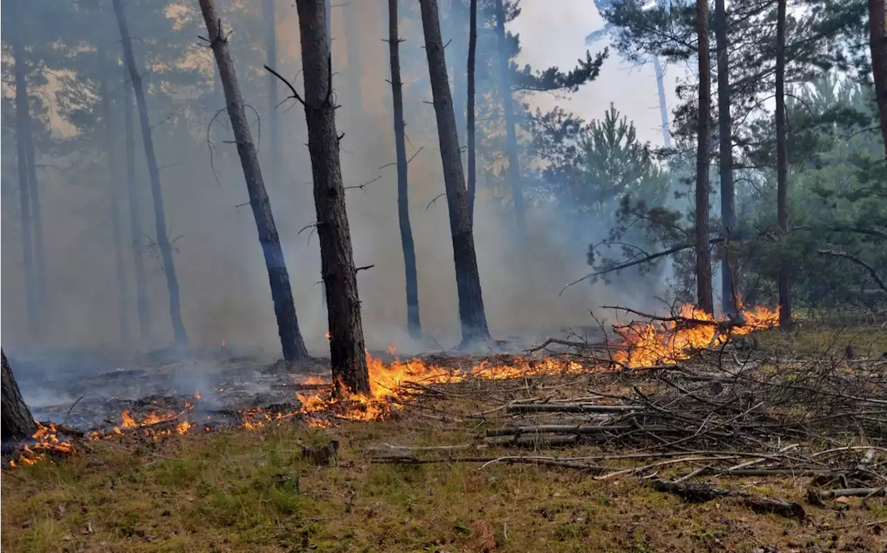 Feuerwehr: Erneut Waldbrand in Brandenburg