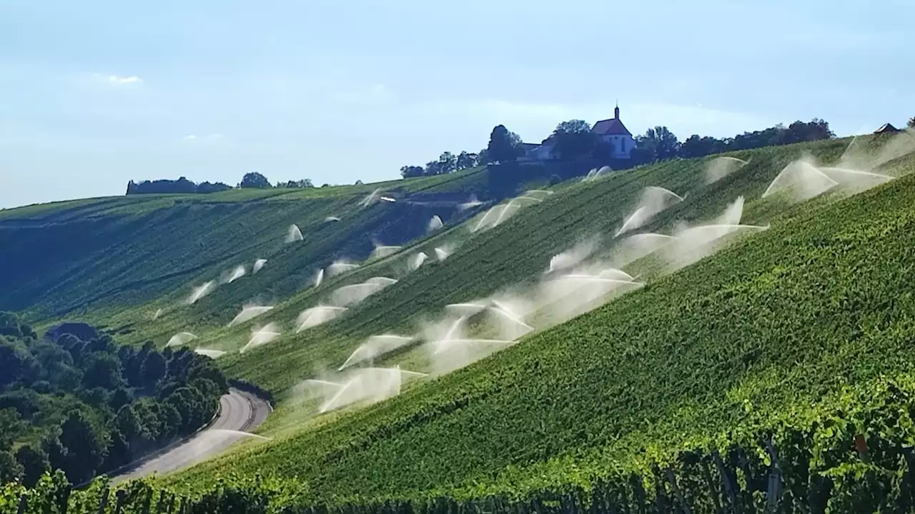 Hitze: Dürfen Winzer weiter Main-Wasser in die Weinberge pumpen?