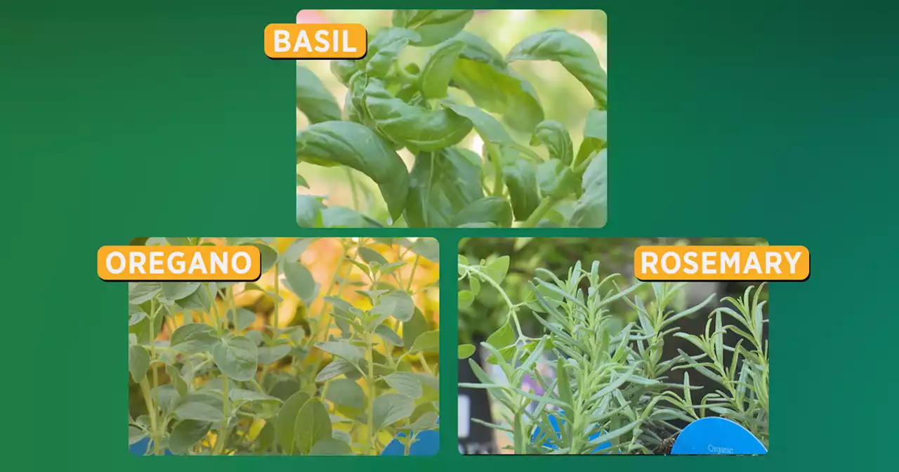 Gardening 101: Growing summer herbs in North Texas