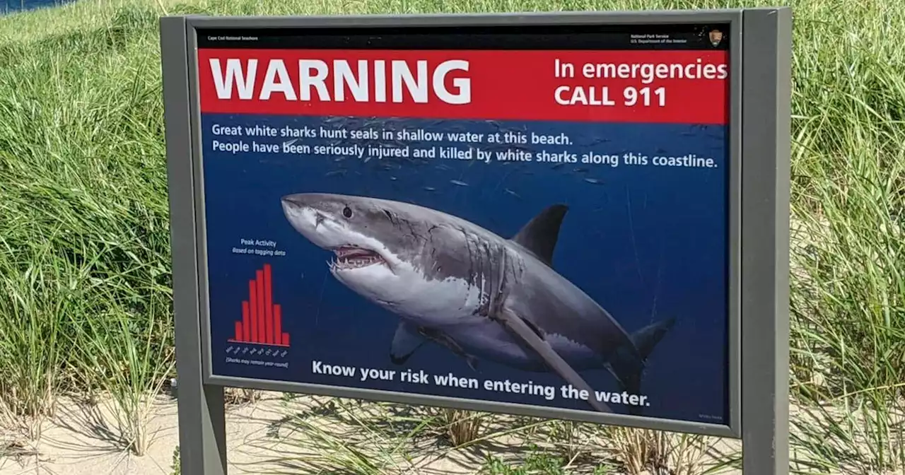 A rise in reported shark attacks has beachgoers and officials concerned. Here's what to know