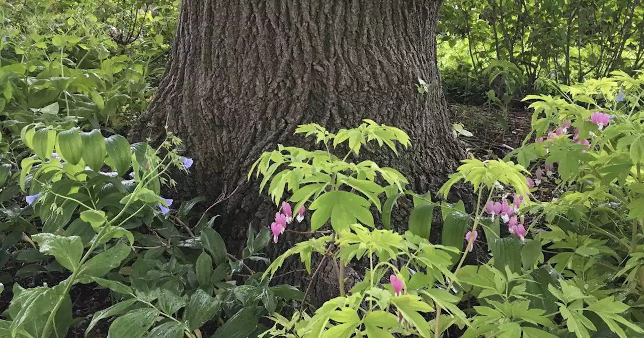 Why grass struggles under trees, and what to plant there instead