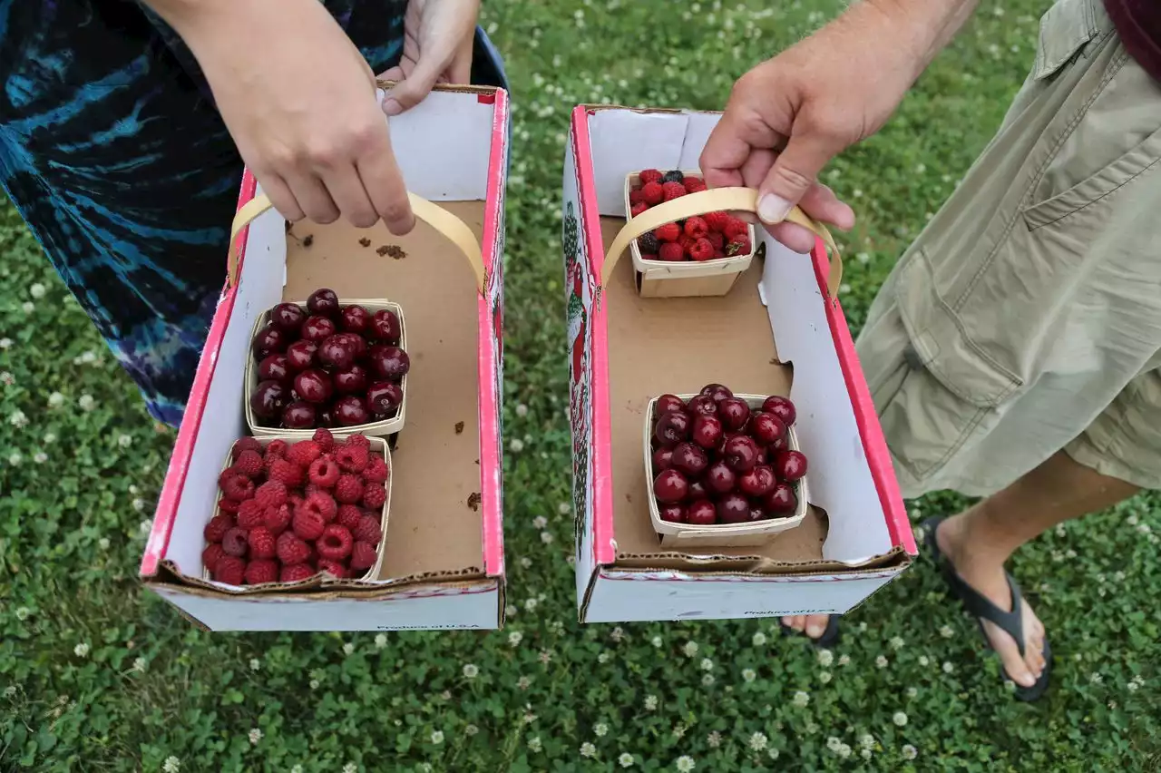 Greater Cleveland’s pick-your-own farms offer food for thought along with fresh fruit (Photos)