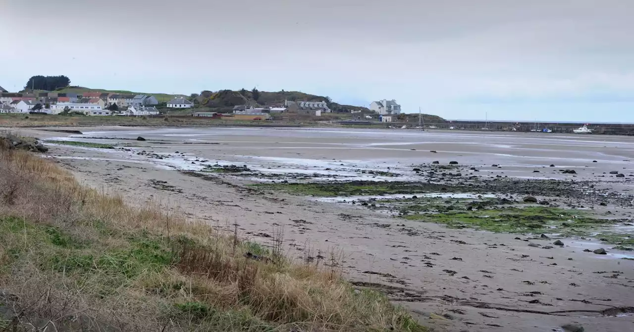 Ayrshire beach horror scene as birds left 'gasping for air' and 62 dead