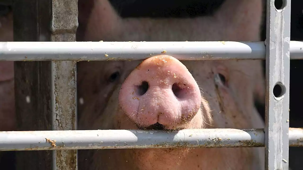 Tierschutz - Fünf EU-Länder fordern strengere Auflagen für Tiertransporte