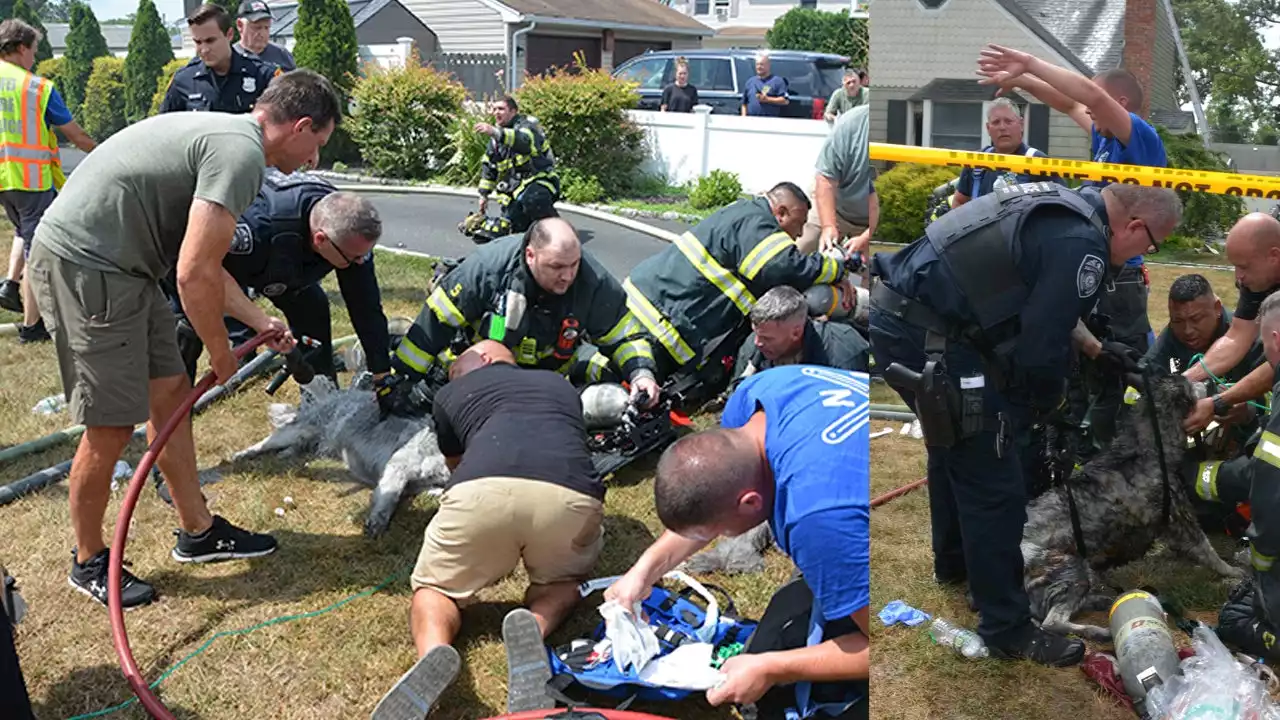 Woman and 3 dogs rescued from Long Island house fire